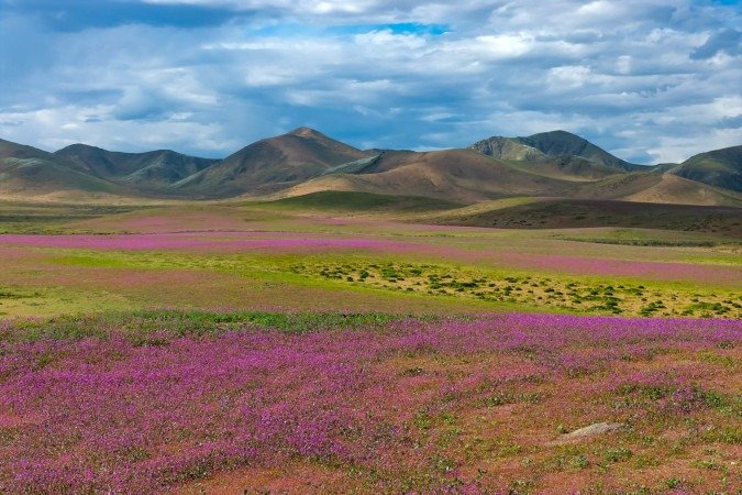  This aerial view shows patches of blooming wildflowers in the Atacama Desert near Copiapo, Chile, on September 18, 2026. (Photo by Javier TORRES / AFP)
      Caption 