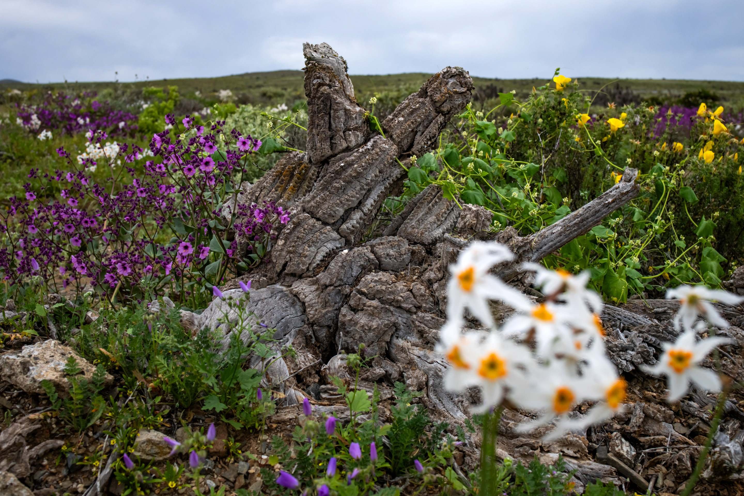  Wildflowers bloom around a weathered tree stump in the Atacama Desert near Copiapo, Chile, on September 18, 2026. (Photo by Javier TORRES / AFP)       Caption 