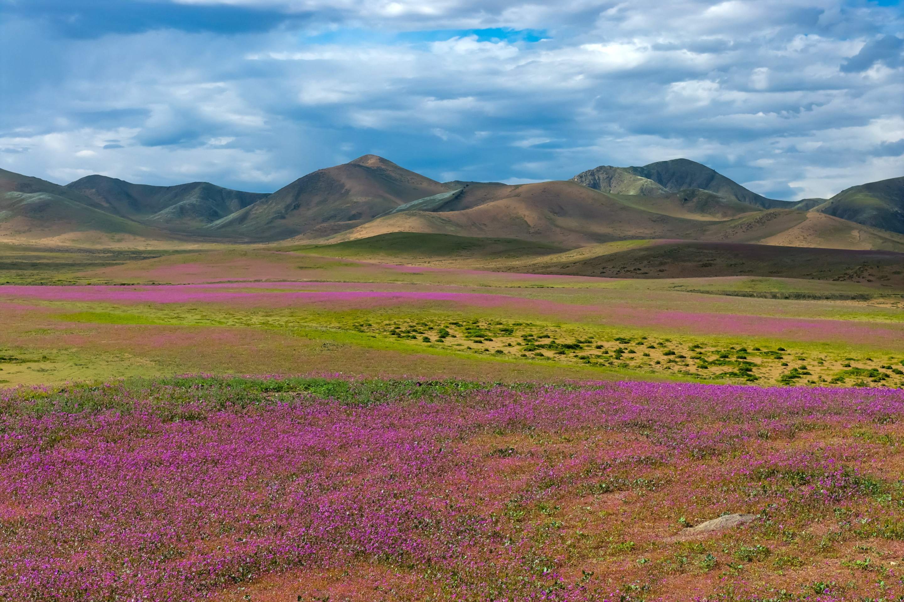  This aerial view shows patches of blooming wildflowers in the Atacama Desert near Copiapo, Chile, on September 18, 2026. (Photo by Javier TORRES / AFP)       Caption 