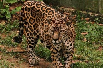 Guardi&atilde;o, a on&ccedil;a-pintada mais velha em cativeiro, caminha em seu recinto no zool&oacute;gico do CIGS -  (crédito: Acervo Zoo CIGS)