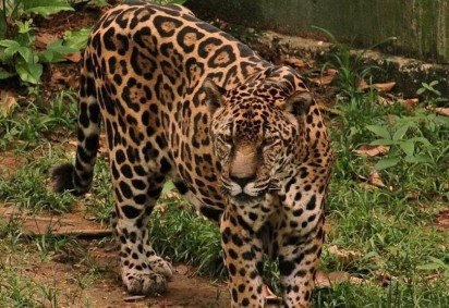 Guardi&atilde;o, a on&ccedil;a-pintada mais velha em cativeiro, caminha em seu recinto no zool&oacute;gico do CIGS -  (crédito: Acervo Zoo CIGS) -Guardi&atilde;o, a on&ccedil;a-pintada mais velha em cativeiro, caminha em seu recinto no zool&oacute;gico do CIGS -  (crédito: Acervo Zoo CIGS)