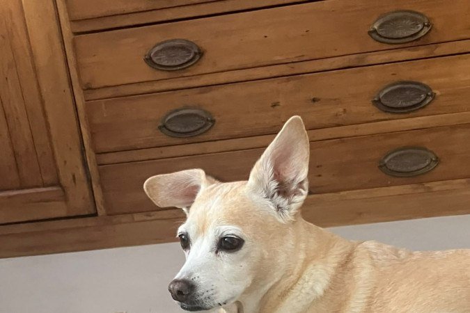 Duna, cachorrinha de Rafaella Cesario, tem apenas um ano - (crédito: Arquivo pessoal ) Duna, cachorrinha de Rafaella Cesario, tem apenas um ano - (crédito: Arquivo pessoal )
