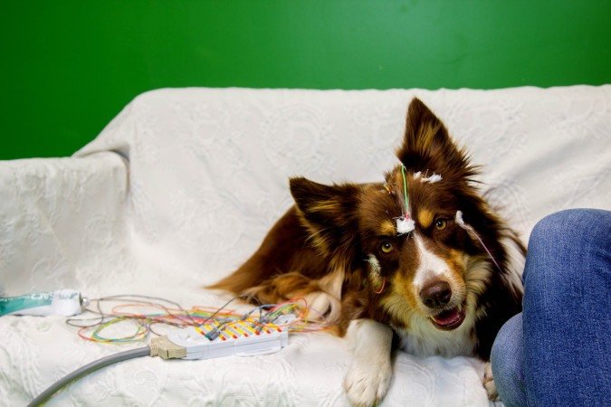 A atividade cerebral dos cães foi medida por EEG não invasivo - (crédito: Sarolta Szilágyi/Divulgação ) A atividade cerebral dos cães foi medida por EEG não invasivo - (crédito: Sarolta Szilágyi/Divulgação )