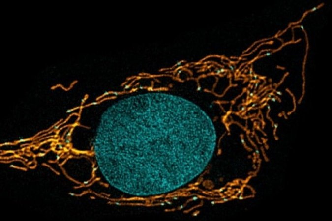 Pesquisadores observam interior de células vivas da Antártida pela 1ª vez