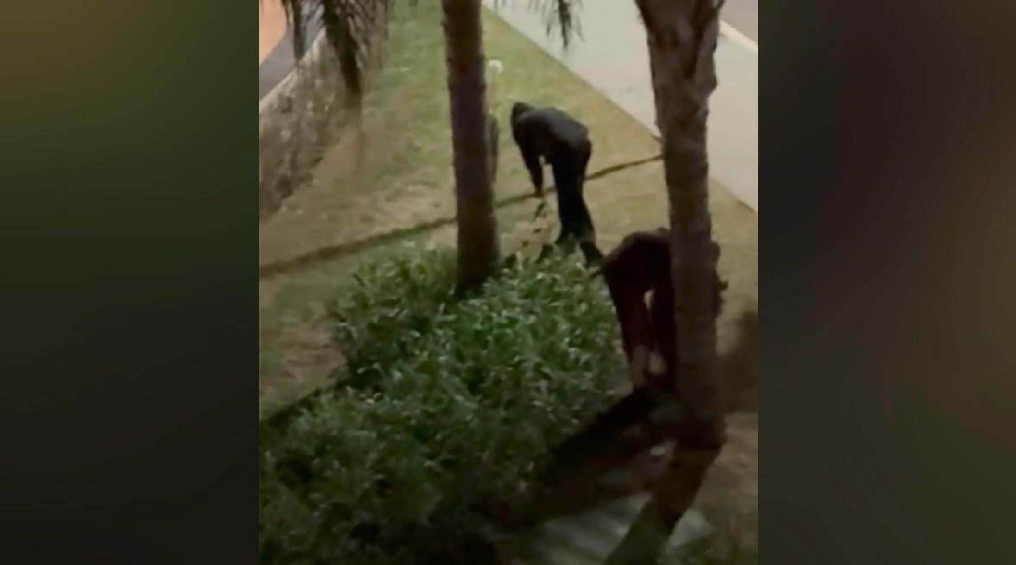 Vídeo: dupla é presa em flagrante por roubo de cabos no Setor Noroeste