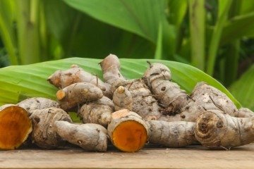 O açafrão-da-terra é a base para a pesquisa de novos compostos antifúngicos que combatem micoses - (crédito: Shutterstock) O açafrão-da-terra é a base para a pesquisa de novos compostos antifúngicos que combatem micoses - (crédito: Shutterstock)