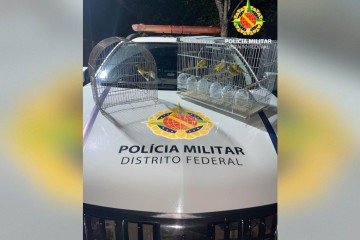 PMDF apreende cinco aves silvestres mantidas em cativeiro irregular no Recanto das Emas -  (crédito: Divulgação/PMDF)
