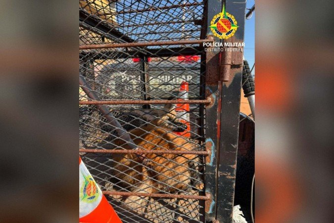 O animal foi devolvido para a natureza logo após ser resgatado - (crédito: Divulgação/PMDF) O animal foi devolvido para a natureza logo após ser resgatado - (crédito: Divulgação/PMDF)