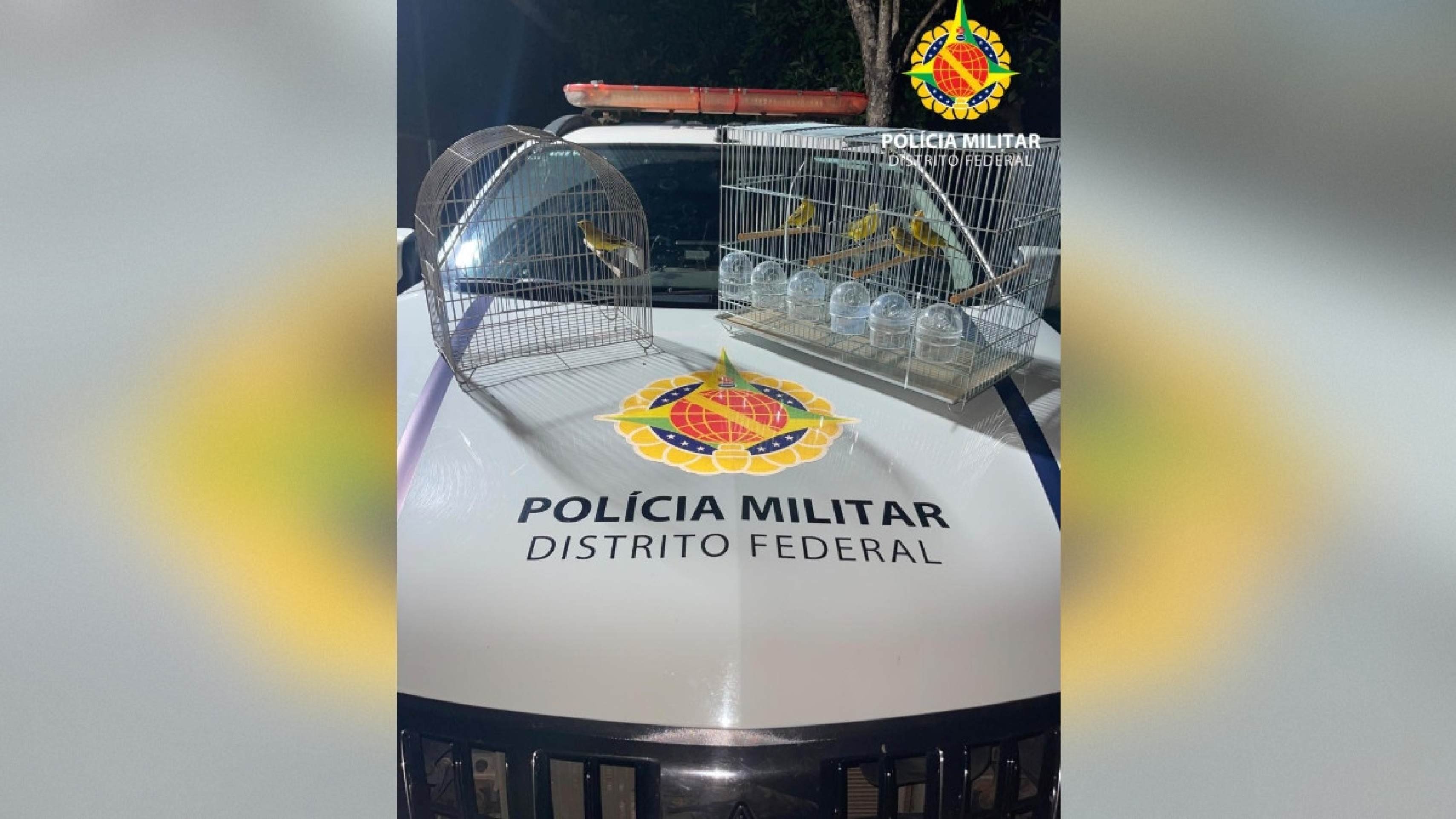 Cinco aves silvestres são apreendidas em cativeiro irregular no Recanto das Emas
