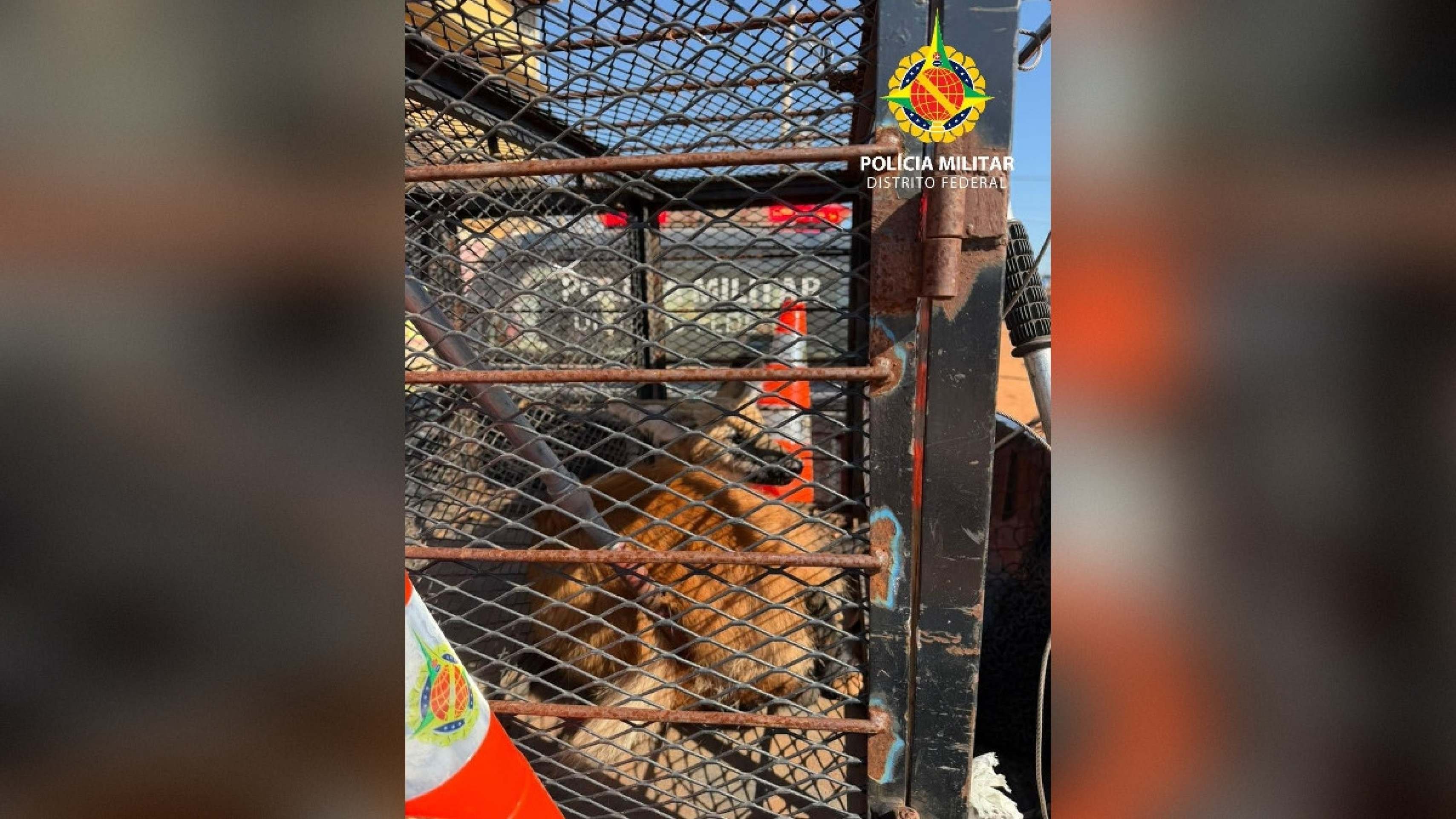 Lobo-guará é resgatado na Cidade Estrutural e devolvido ao Cerrado