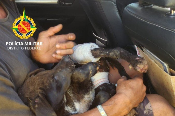 Mulher é presa após atear fogo em barraco com cachorro dentro - (crédito: PMDF/Divulgação) Mulher é presa após atear fogo em barraco com cachorro dentro - (crédito: PMDF/Divulgação)