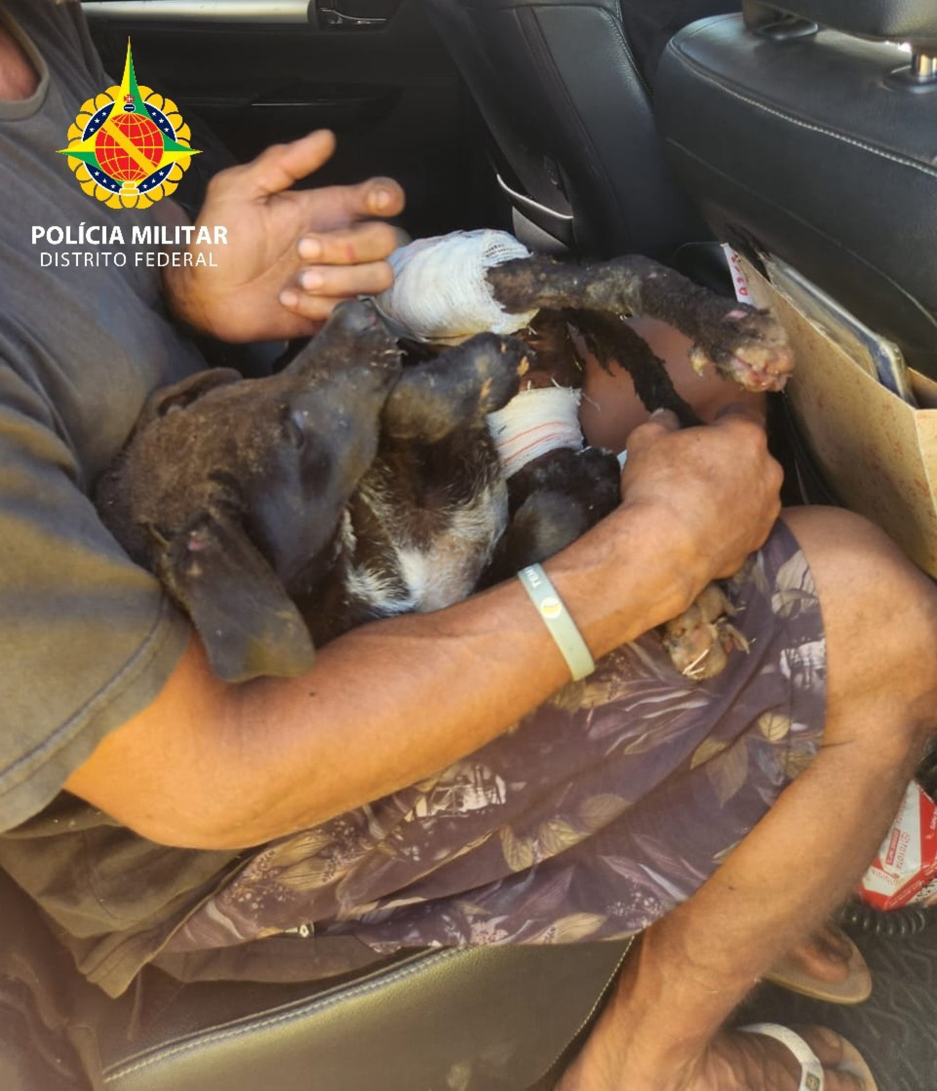 Mulher é presa após atear fogo em barraco com cachorro dentro