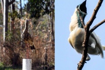 A siriema pode chegar até 90 cm, enquanto a araponga-de-garganta-nua pode medir até 29 cm - (crédito: Marcelo Ferreira/CB/D.A Press e Reprodução/João Menezes) A siriema pode chegar até 90 cm, enquanto a araponga-de-garganta-nua pode medir até 29 cm - (crédito: Marcelo Ferreira/CB/D.A Press e Reprodução/João Menezes)