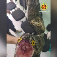 A ave foi encontrada em uma resid&ecirc;ncia na CSB 05, em Taguatinga -  (crédito: Divulga&ccedil;&atilde;o/PMDF)