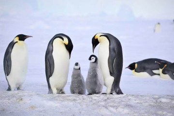 No Polo Sul, a perda de gelo marinho ameaça as populações de pinguins - (crédito: Myeongho Seo) No Polo Sul, a perda de gelo marinho ameaça as populações de pinguins - (crédito: Myeongho Seo)