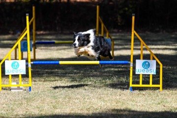 Noah, o border collie de Nathalia, pratica agility há 4 anos -  (crédito: Arquivo pessoal)