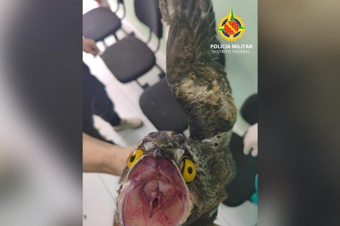 A ave foi encontrada em uma residência na CSB 05, em Taguatinga - (crédito: Divulgação/PMDF) A ave foi encontrada em uma residência na CSB 05, em Taguatinga - (crédito: Divulgação/PMDF)