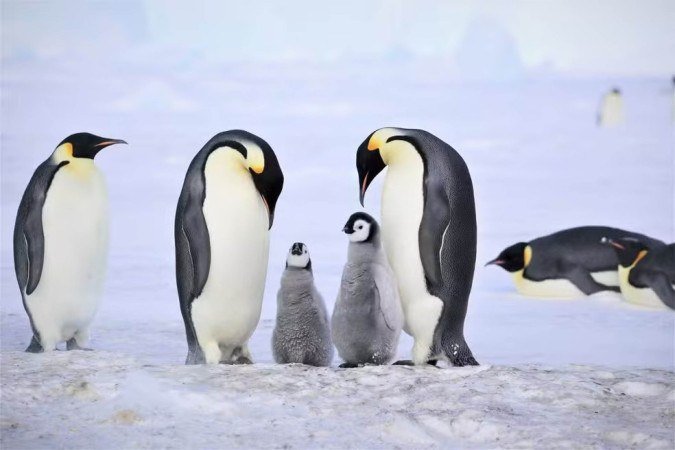 No Polo Sul, a perda de gelo marinho ameaça as populações de pinguins - (crédito: Myeongho Seo) No Polo Sul, a perda de gelo marinho ameaça as populações de pinguins - (crédito: Myeongho Seo)