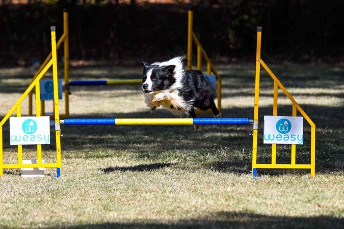 Noah, o border collie de Nathalia, pratica agility há 4 anos - (crédito: Arquivo pessoal) Noah, o border collie de Nathalia, pratica agility há 4 anos - (crédito: Arquivo pessoal)