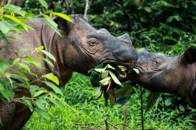 Duas rinocerontes-de-sumatra grávidas dão esperança de salvar a espécie - (crédito: AFP) Duas rinocerontes-de-sumatra grávidas dão esperança de salvar a espécie - (crédito: AFP)
