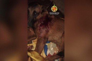Após o resgate, o cachorro recebeu apoio para tratamento emergencial com a intermediação do projeto Pet Adote - (crédito: Divulgação/PMDF) Após o resgate, o cachorro recebeu apoio para tratamento emergencial com a intermediação do projeto Pet Adote - (crédito: Divulgação/PMDF)