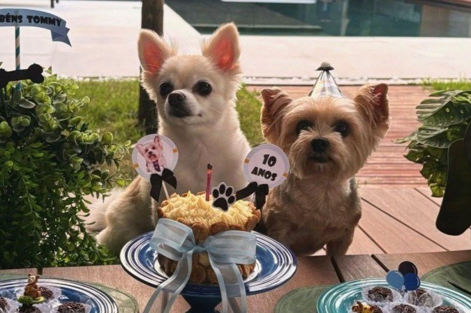 Celebrar a vida dos pets exige uma série de cuidados