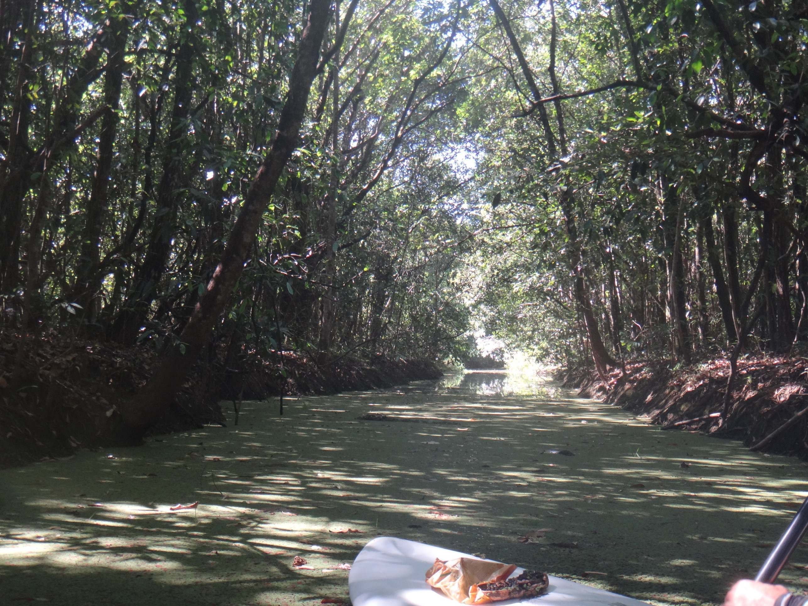 O surgimento de algas na Amaz&ocirc;nia Lago Norte tamb&eacute;m &eacute; alarmante 