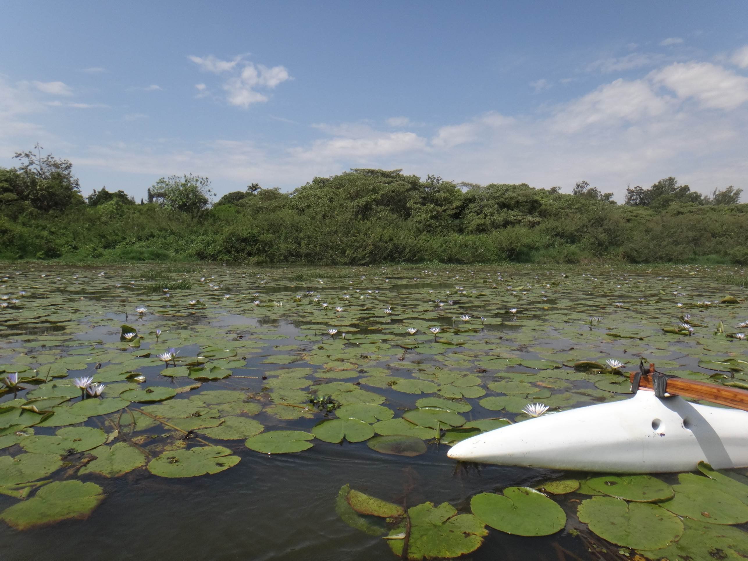 A presen&ccedil;a de plantas aqu&aacute;ticas na trilha da Lagoinha pode indicar algum desequil&iacute;brio na &aacute;gua 