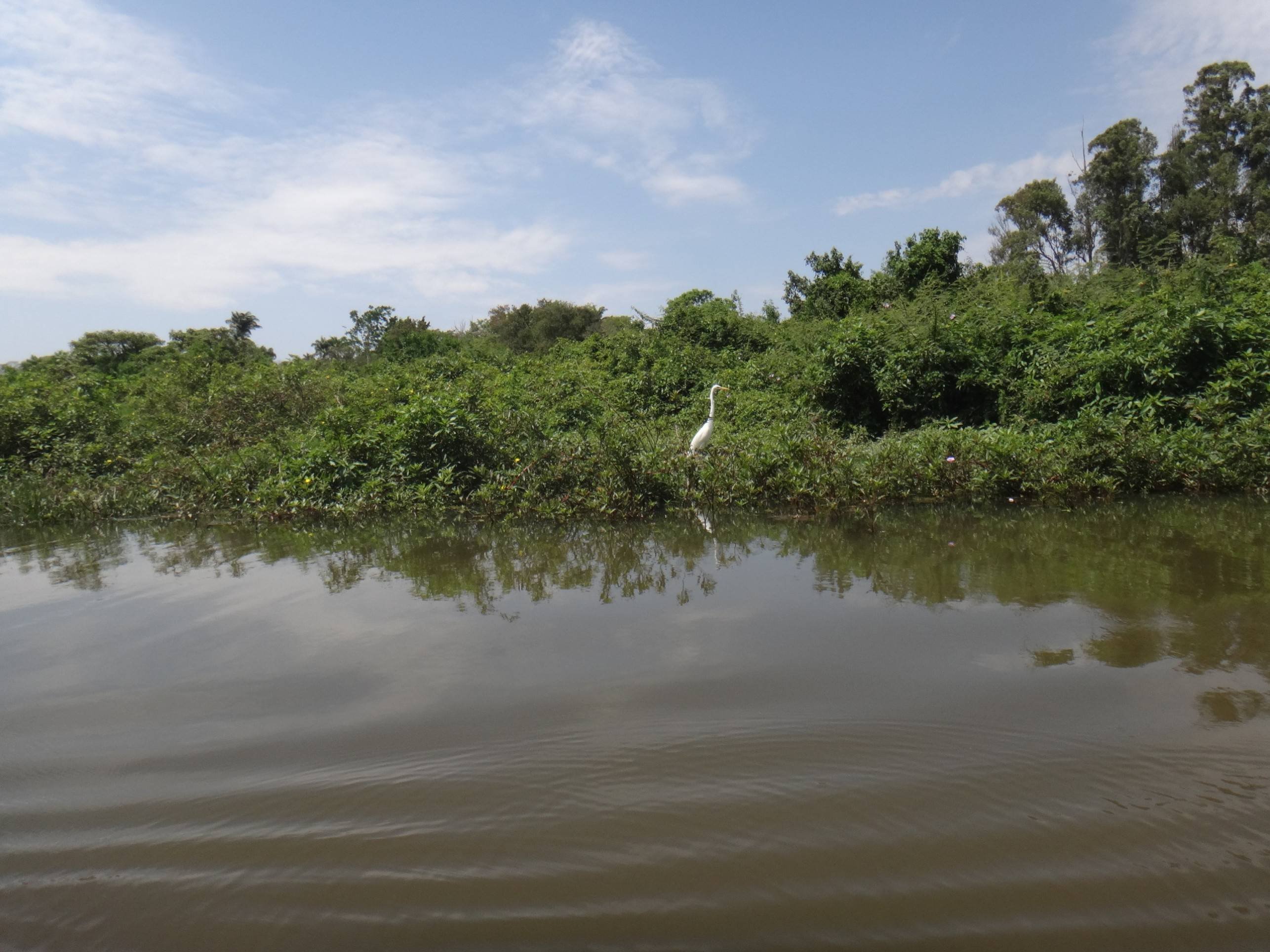 A observa&ccedil;&atilde;o de p&aacute;ssaros faz parte das trilhas pelo Lago Parano&aacute;. Na imagem, uma gar&ccedil;a-branca-grande, vista no passeio da Lagoinha 