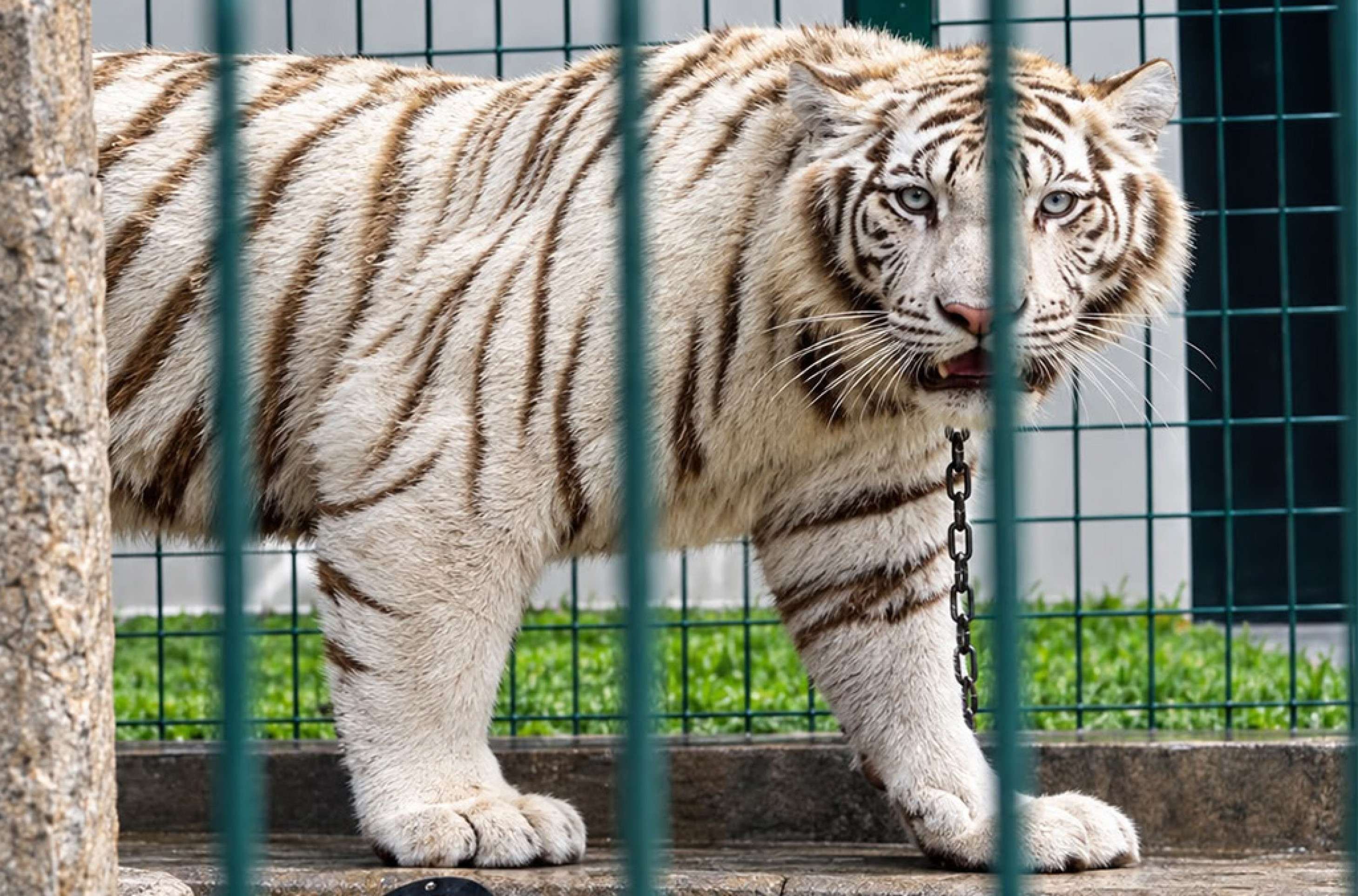 Animais seriam vendidos pelos criminosos 