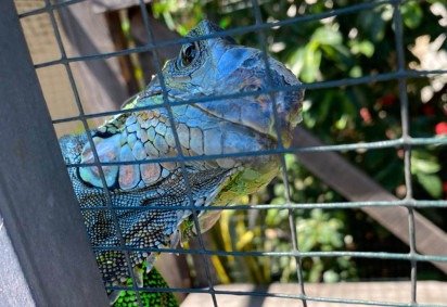 Iguana resgatada na Costa Rica  -  (crédito: Divulgação/Interpol) -Iguana resgatada na Costa Rica  -  (crédito: Divulgação/Interpol)
