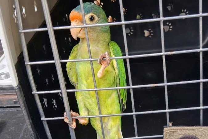 Animais seriam vendidos pelos criminosos 