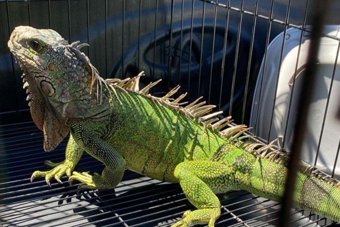 Iguana também foi resgatada