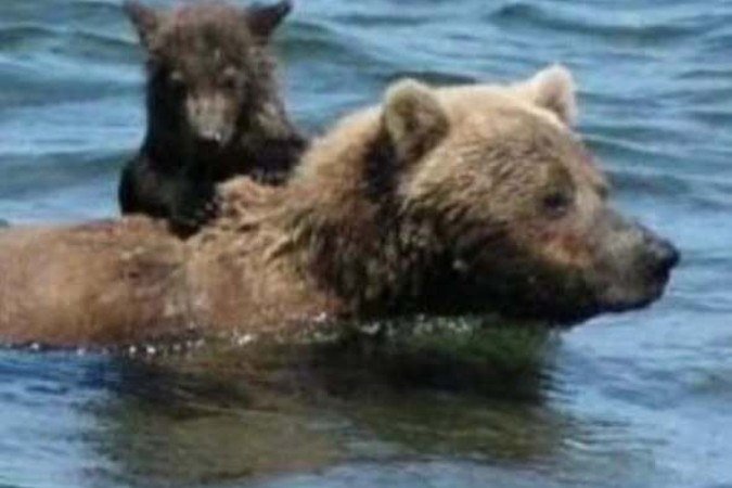 Além de Backpack, sua mãe Holly também já venceu a Fat Bear Week, reforçando o histórico vitorioso da família