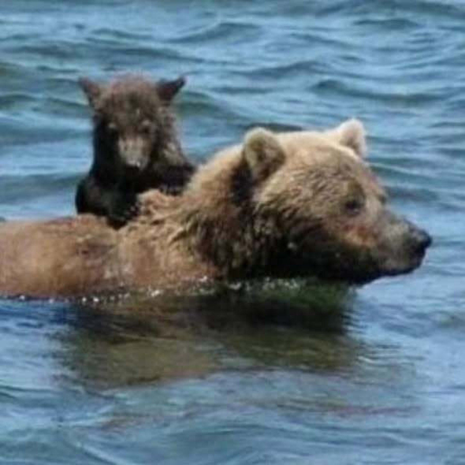Al&eacute;m de Backpack, sua m&atilde;e Holly tamb&eacute;m j&aacute; venceu a Fat Bear Week, refor&ccedil;ando o hist&oacute;rico vitorioso da fam&iacute;lia