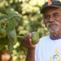 Em S&atilde;o Sebasti&atilde;o, o produtor agr&iacute;cola Joel Luiz cultiva 250 p&eacute;s origin&aacute;rios de S&atilde;o Jos&eacute; do Xingu (MT) -  (crédito:  Ed Alves CB/DA Press)