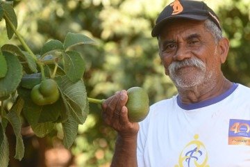 Em S&atilde;o Sebasti&atilde;o, o produtor agr&iacute;cola Joel Luiz cultiva 250 p&eacute;s origin&aacute;rios de S&atilde;o Jos&eacute; do Xingu (MT) -  (crédito:  Ed Alves CB/DA Press)