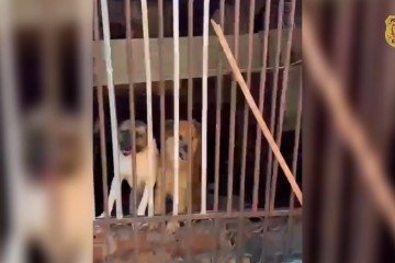 PCDF resgata mais de 30 animais em situação de maus-tratos no Guará - (crédito: Divulgação/PCDF) PCDF resgata mais de 30 animais em situação de maus-tratos no Guará - (crédito: Divulgação/PCDF)