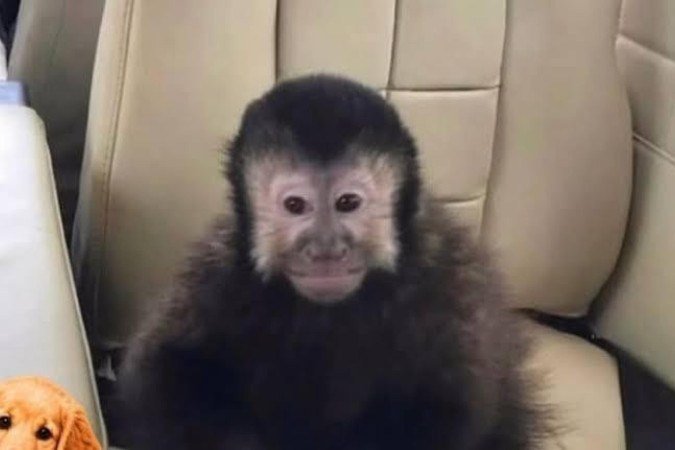 O dono do animal suspeita de envenenamento - (crédito: Reprodução/ Redes Sociais) O dono do animal suspeita de envenenamento - (crédito: Reprodução/ Redes Sociais)
