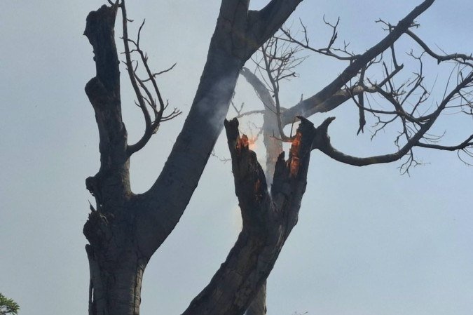 Fagulha de fogo em árvore próxima ao IBAMA - (crédito: Beatriz Ocké/C.B/D.A Press) Fagulha de fogo em árvore próxima ao IBAMA - (crédito: Beatriz Ocké/C.B/D.A Press)