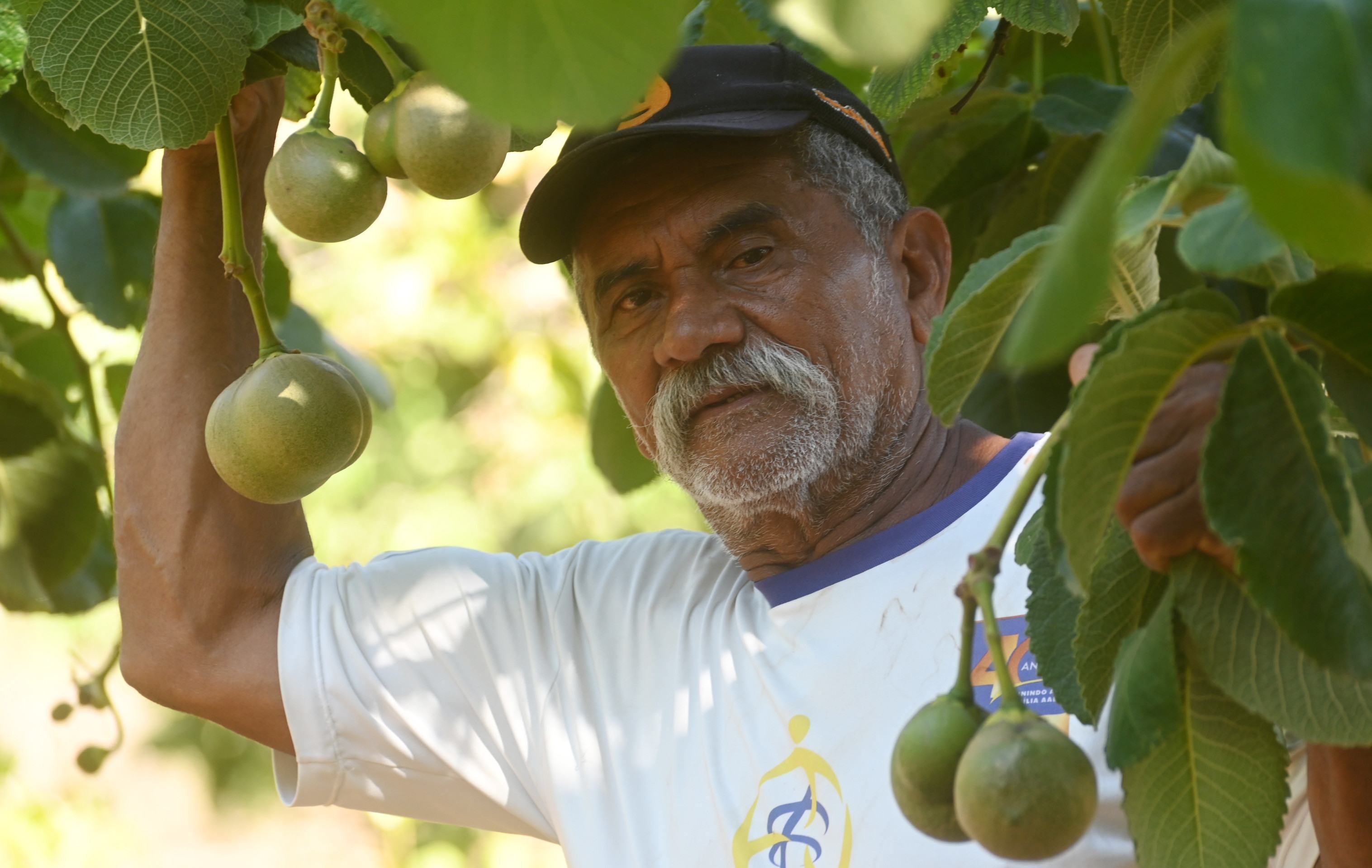Em S&atilde;o Sebasti&atilde;o, o produtor agr&iacute;cola Joel Luiz cultiva 250 p&eacute;s origin&aacute;rios de S&atilde;o Jos&eacute; do Xingu (MT)