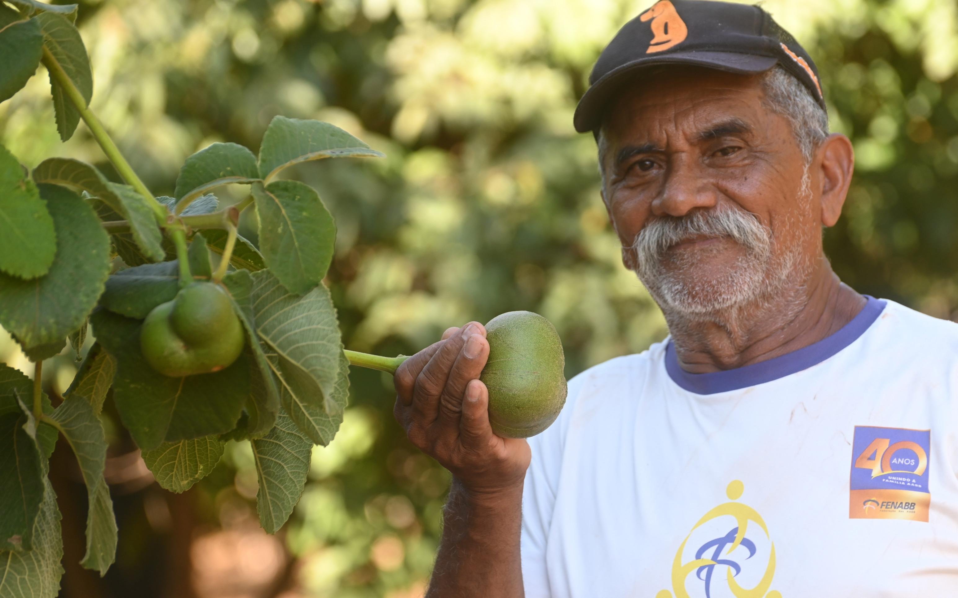 Em S&atilde;o Sebasti&atilde;o, o produtor agr&iacute;cola Joel Luiz cultiva 250 p&eacute;s origin&aacute;rios de S&atilde;o Jos&eacute; do Xingu (MT)