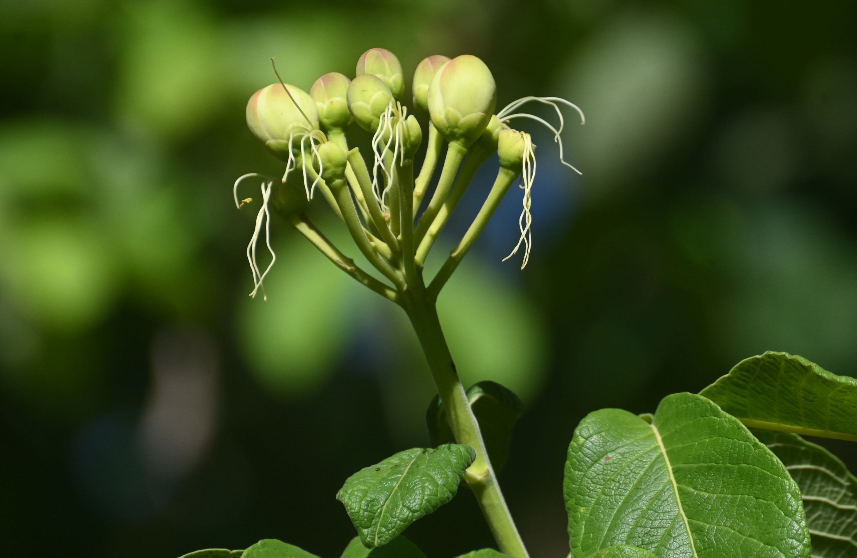 A transi&ccedil;&atilde;o clim&aacute;tica coincide com o florescimento dos frutos