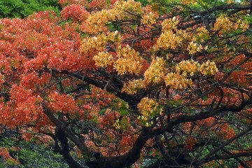 Cores variam de amarelo e vermelho a laranja -  (crédito:  Ed Alves CB/DA Press. )
