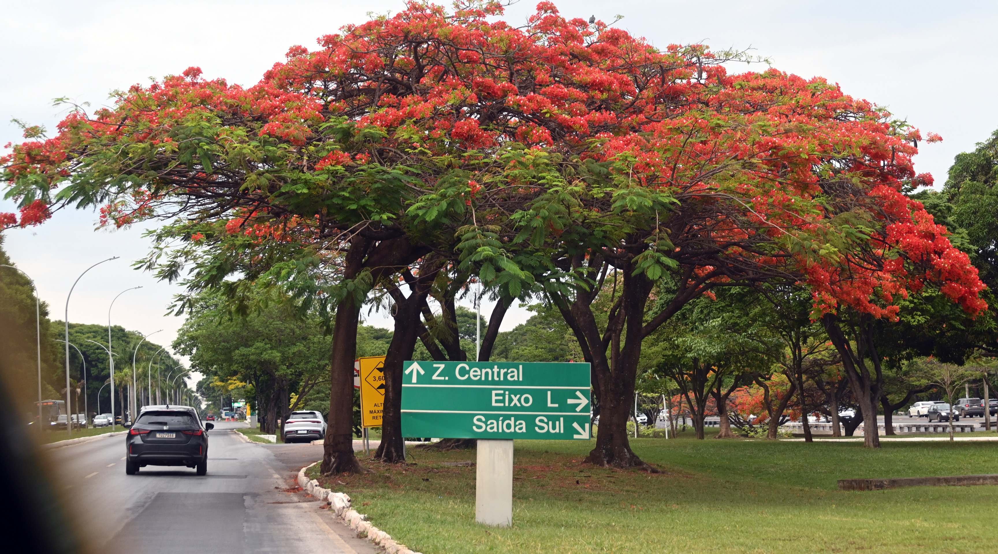 Flamboyant em via da capital