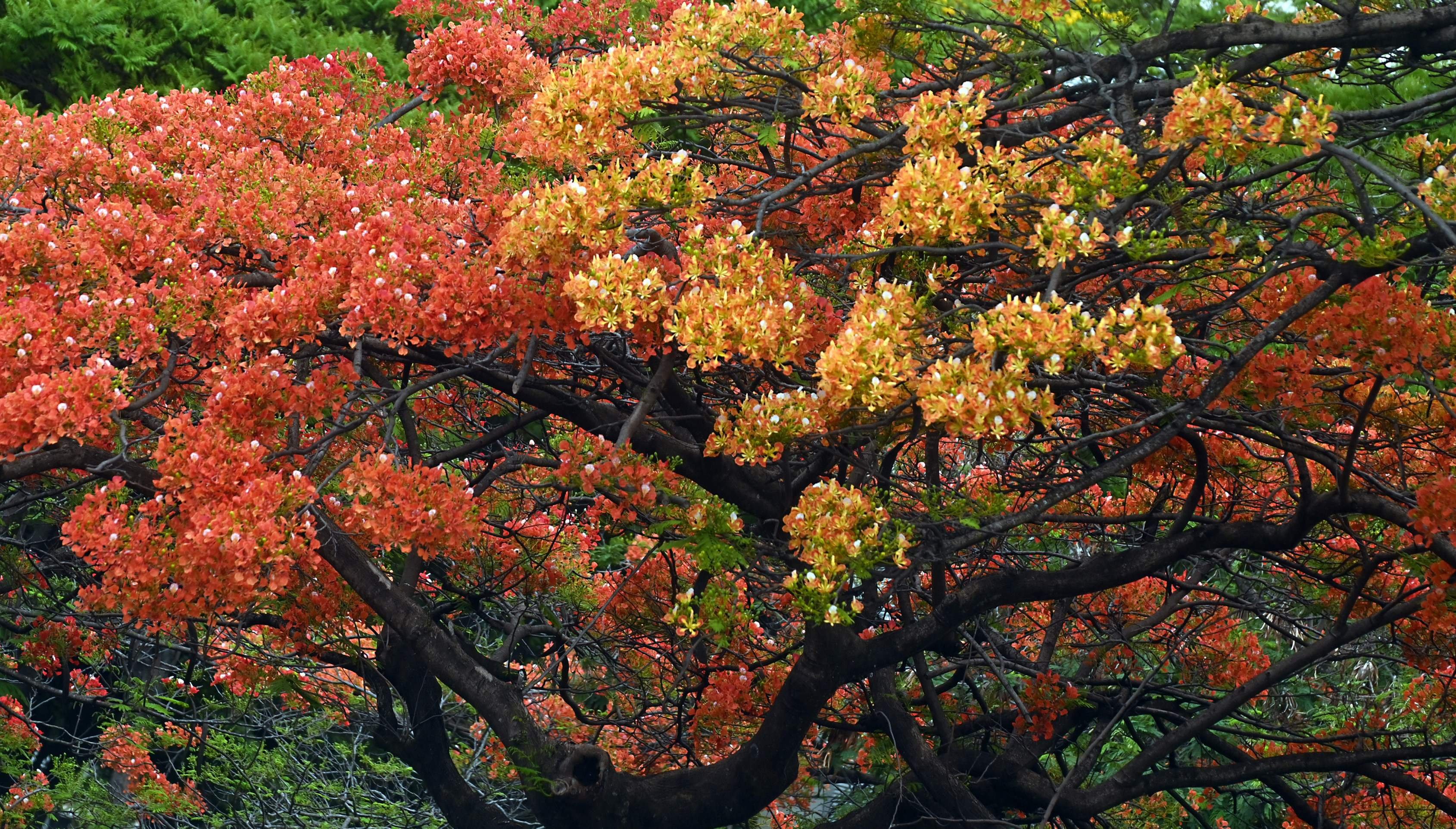 Cores variam de amarelo e vermelho a laranja