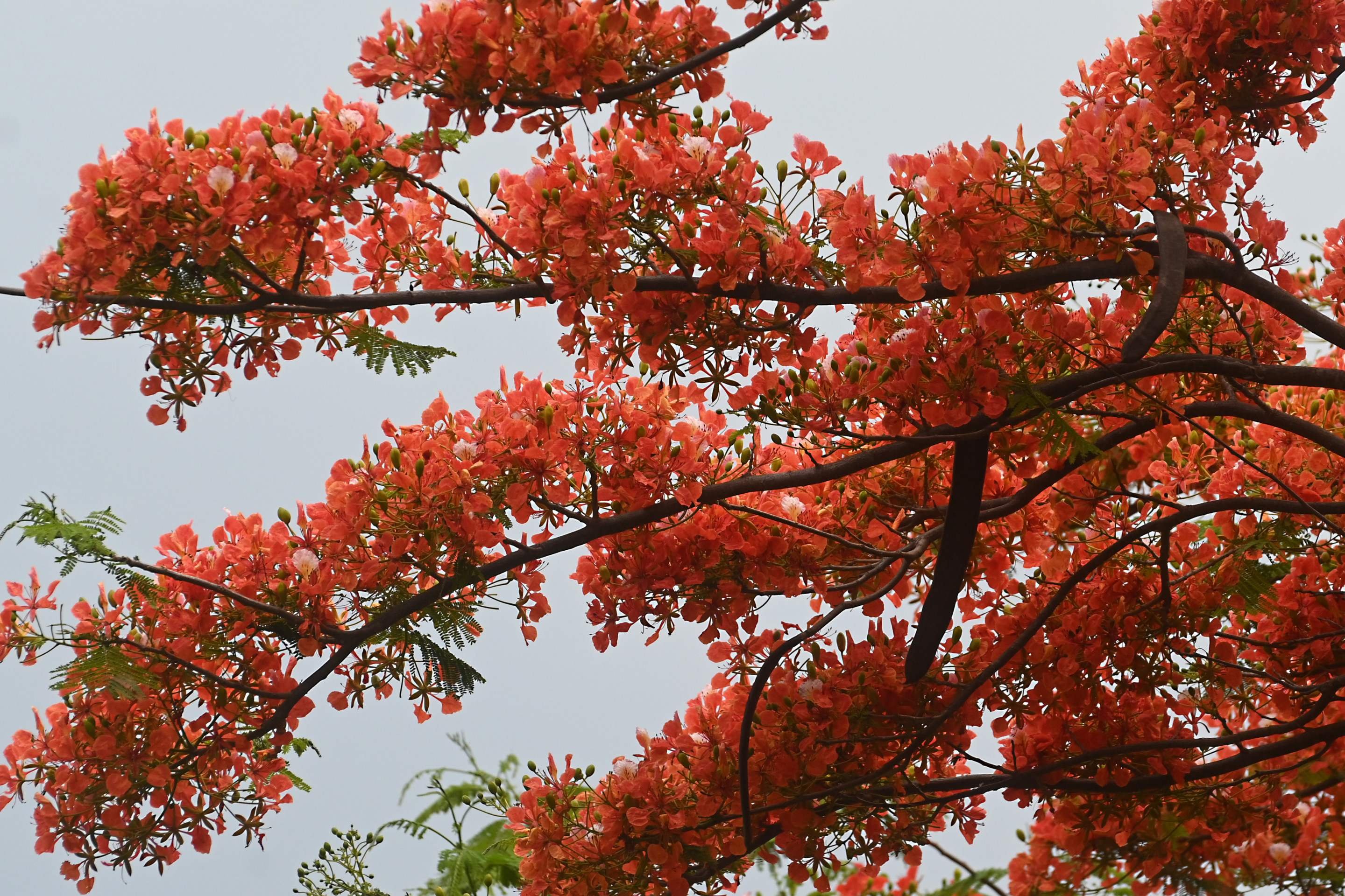 Flamboyant, detalhe