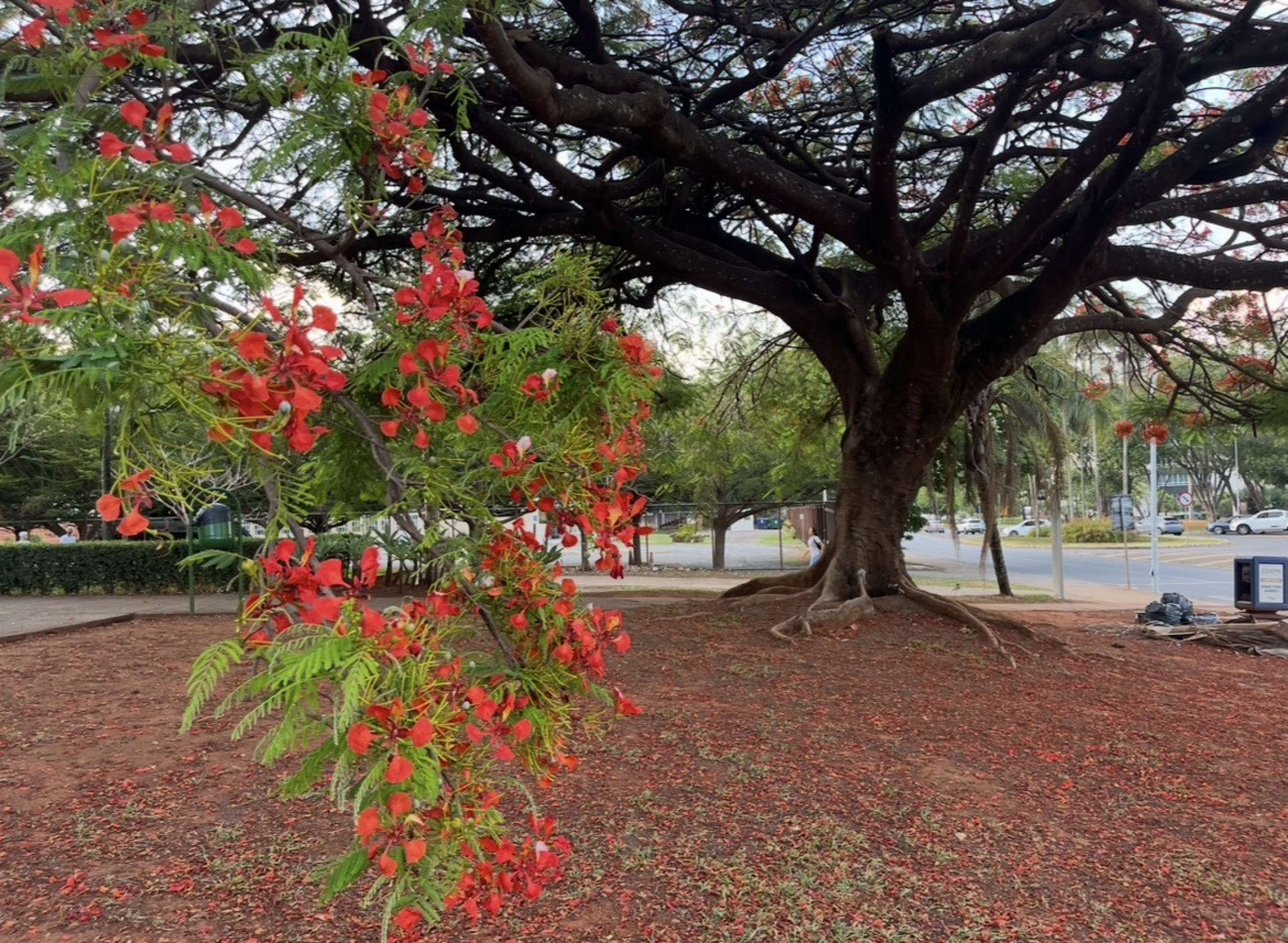 Flamboyant floresce na 309 Norte