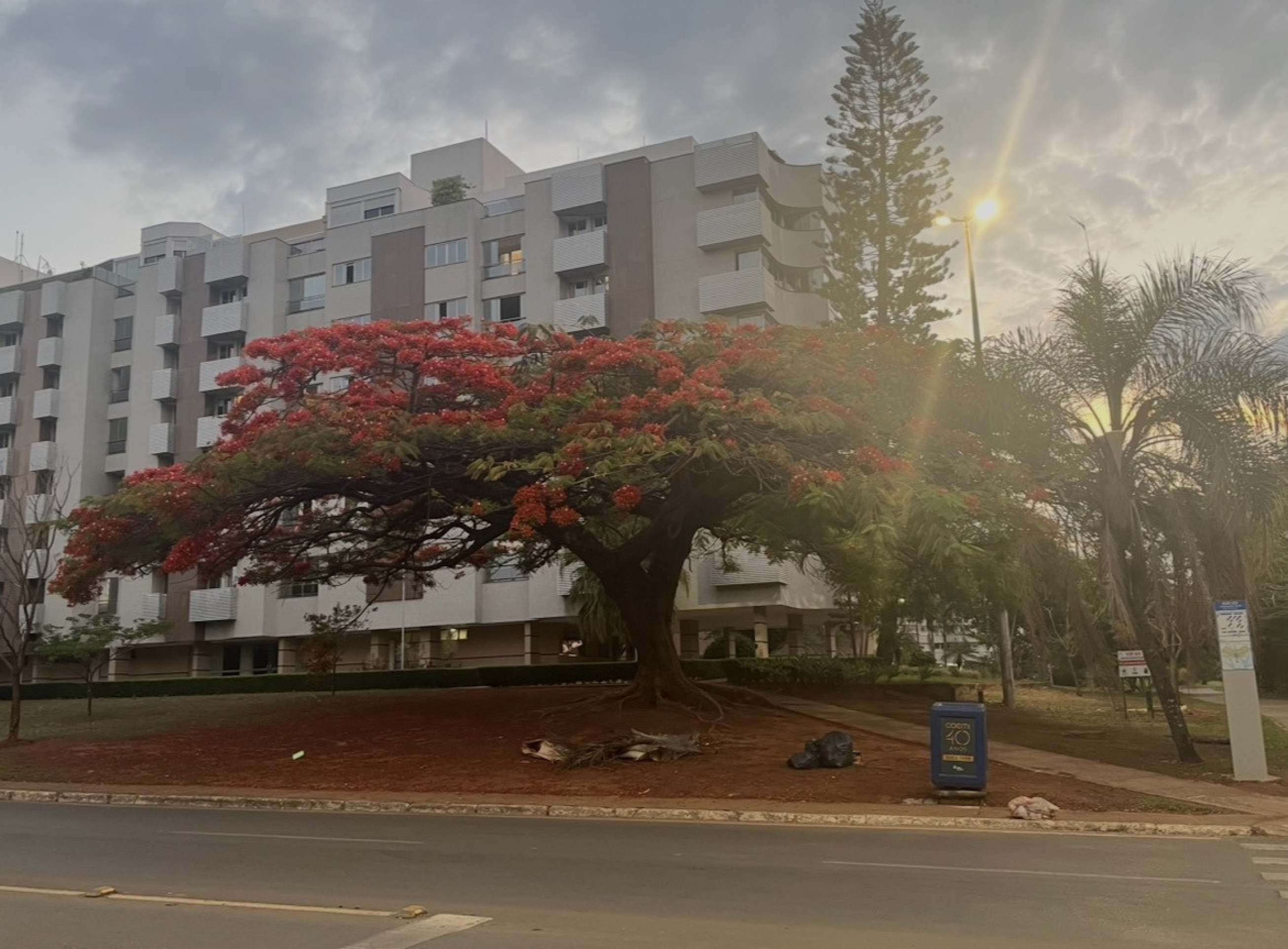 Flamboyant floresce na 309 Norte