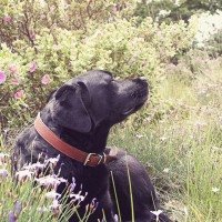 C&atilde;es que vivem predominantemente ao ar livre s&atilde;o mais suscet&iacute;veis 